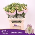 ALSTR WONDER SWEET - H.M. Tesselaar