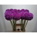 ALLIUM GIGANTEUM - T.C.M. Schilder