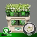 lysianthus G ROSI blanc - Kwekerij Lion-STAR