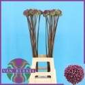 ALLIUM SUMMER DRUMME - J.M. van Berkel BV