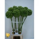 ALLIUM BA vert CRAZ - Mellema-Versteeg BV