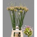 ALLIUM vert DROPS - Mts. Mellema-Versteeg
