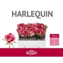 R Gr harlequin - Van den Berg Roses