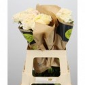 R Gr vanilla fragrance+ - Gerbera Power Bvba