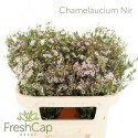 wax Un Early Nir rose claire -...