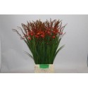 CROCOS RED KING - Fa G.F. van Grieken