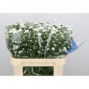 Aster Cassy blanc - Zijdezicht VOF, Kwekery