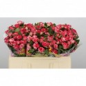 R branchue fireworks - Blen Flowers
