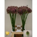 ALLIUM HAIRY FRIEND - Mts. Mellema-Versteeg