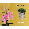 lilium SORBONNE - Klaver Lilies