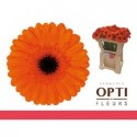 germini CARAMBA - Schouten Opti-Fleurs BV