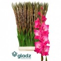 glaieul GR FAIRYTA PINK - GLADZ
