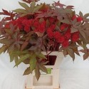 RICINUS COM IMPALA - Stefan Muelders