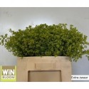 ALCHEM M ROBUSTICA - WiNBloom