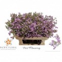 wax UN WENDY ROSE - Pacific Floral BV