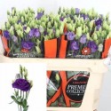 lysianthus G ROSITA BLUE - .