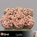 R branchue LYDIA - .