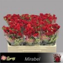 R branchue mirabel rouge - .