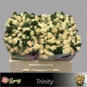 R branchue TRINITY - .