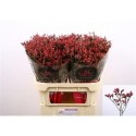 LIM SIN SCARLET DIAMOND 80/30GR - .