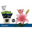 lys BRINDISI - .