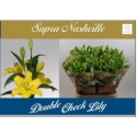 lys Nashville jaune - Double Check Lily