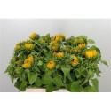soleil AN SUNRICH OR - .