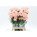 œillet gros PEACH NOVIA - .