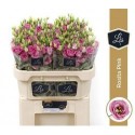 lysianthus G ROSI ROSE PINK - .