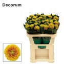 CHR G TROPICANA - .