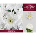 deco BALTICA - .