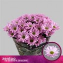 deco Katinka rose - .