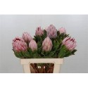 PROTEA CYNAROIDES - .