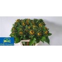 HELI SUNRICH ORANGE - .