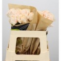 R Gr vanilla fragrance+ - Gerbera Power Bvba