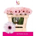 GE MS PUNKI ELIDA - LG Flowers