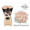 R GR ROYAL ROMANCE - Vip Roses by Sassen