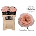 R KL PARADISE BEACH - Vip Roses by Sassen