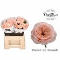 R KL PARADISE BEACH - Vip Roses by Sassen