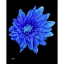 deco EURO BLUE - .