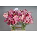 calla CAPT ROMANCE - .