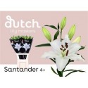 lilium santander blanc 4+ - .