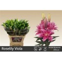 lilium double VIOLA - .