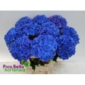 hortensia M ROYAL PARADE - .
