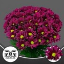 deco PURPLE STAR - .