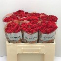 R branchue mirabel rouge - .