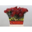 nutans Co Succession orange - .