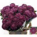 CHR G BIGOUDI PURPLE - Firma H Duijvestijn...