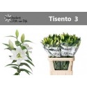 lilium TISENTO - Bloemkw. C.P.M. van Dijk