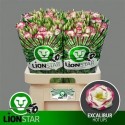 lysianthus G EXCAL HOT LIPS - .